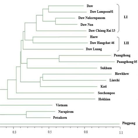 Dendrogram Illustrating Genetic Relationships Among 20 Longan