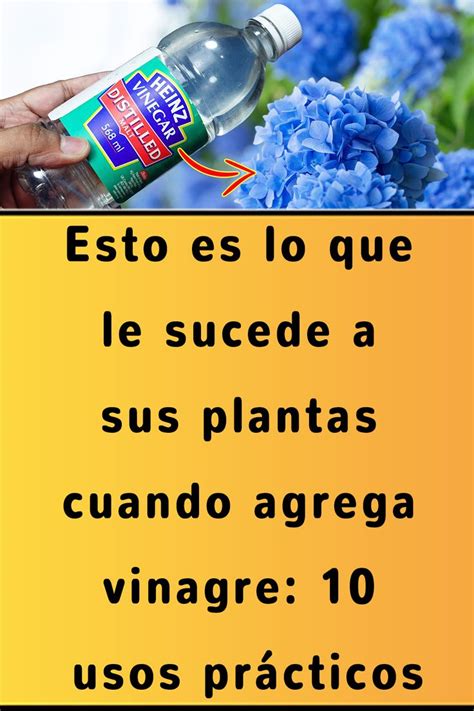 Esto Es Lo Que Le Sucede A Sus Plantas Cuando Agrega Vinagre Usos