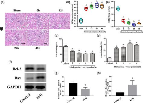 Iri Induces Renal Apoptosis A He Staining Of Kidney Tissues From The