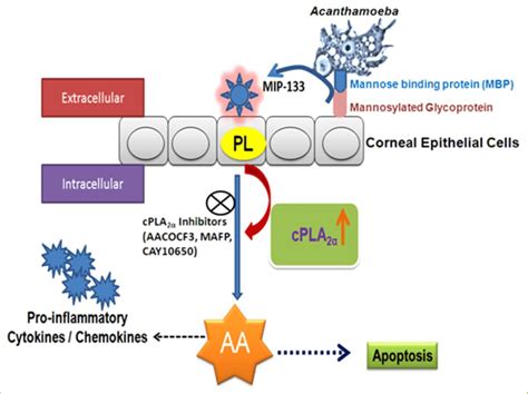 Role Of Acanthamoeba Cytopathic Protein Mip 133 In The Pathogenesis Download Scientific