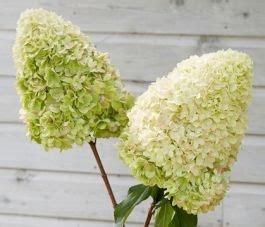 Hydrangea Paniculata Hercules Drvenasta Hortenzija