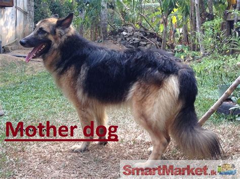 Lion German Shepherd Puppies For Sale