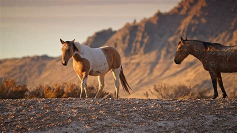 wild horses walking  rugged desert stock footage sbv