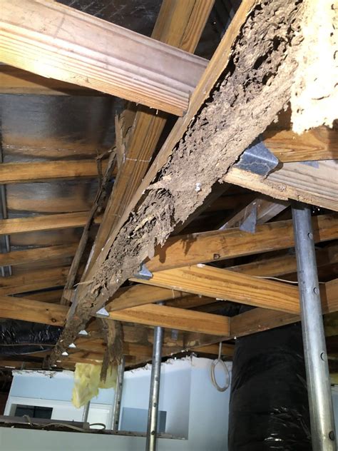 The Importance Of Keeping Up Regular Termite Inspections