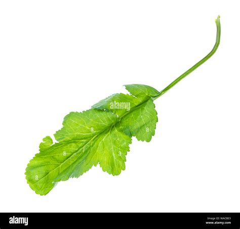 Leaf Of Fresh Tsitsmati Herb Caucasian Garden Cress Cutout On White