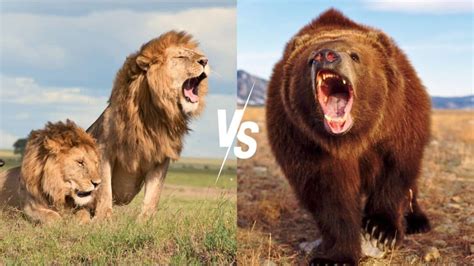 Lion vs. Grizzly Bear: Who Would Win?