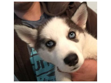 Siberian Husky 4 puppies left El Cajon - Puppies for Sale Near Me