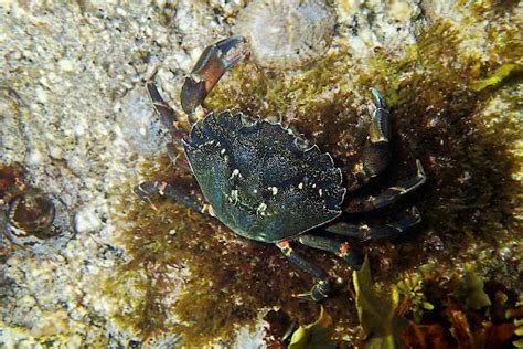 Green Crab Ns Invasive Species Council