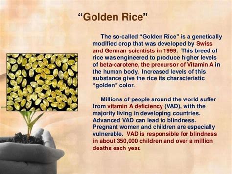 Genetic Modification Of Golden Rice Genetically Modified Golden Rice Falls Short On Lifesaving