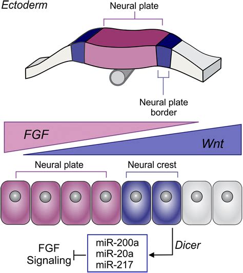 Post Transcriptional Tuning Of Fgf Signaling Mediates Neural Crest