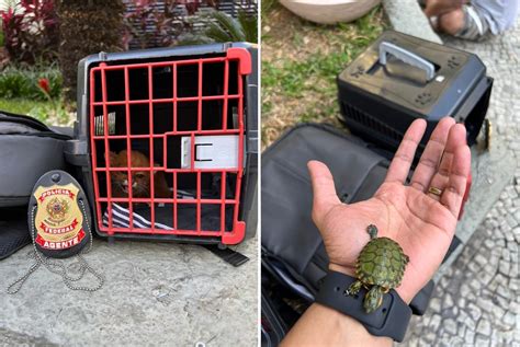 PF Prende Quatro Homens Que Vendiam Animais Silvestres Na Zona Sul Do