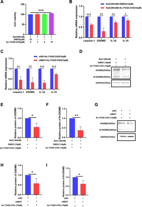 Caspase Ac Yvad Cho Apexbio Bioz