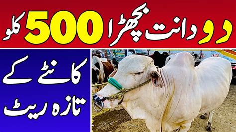 Dant Bachray Kg Kanty Pr Khareedari Multan Cow Mandi Latest