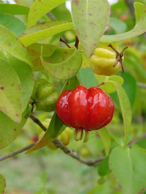 Como Plantar Pitanga Cuidados Eugenia Uniflora