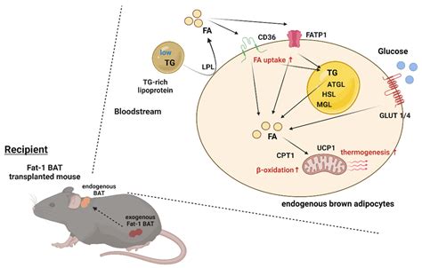 Ijms Free Full Text Transplantation Of Brown Adipose Tissue With