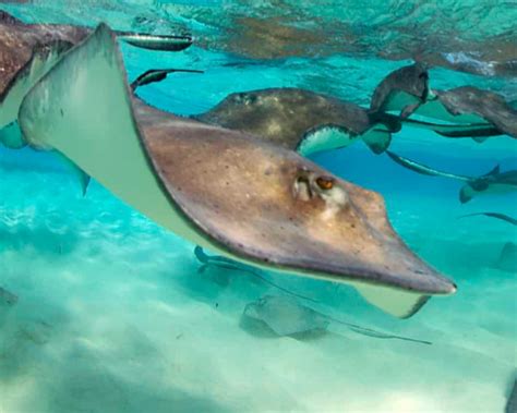 Stingray City Excursions - Caymanvisitor