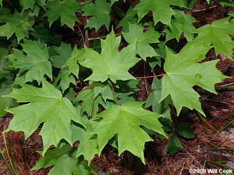 Acer Saccharum Sugar Maple