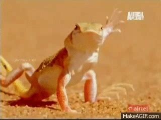 Dancing lizard on desert funny - Must watch on Make a GIF