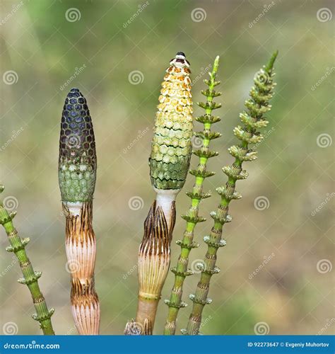 Plant Horsetail or Common Horsetail ( Lat. Equisetum Arvense ) Stock