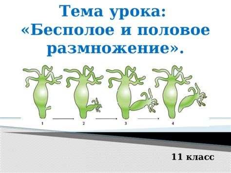 Формы размножения