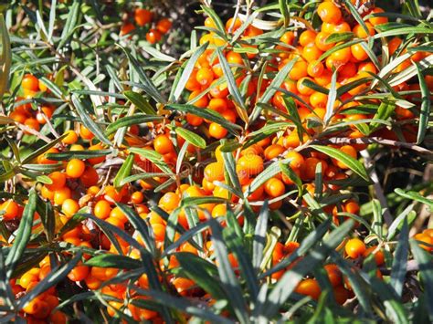 Bayas Maduras De Espino Cerval Con Mucha Vitamina C Imagen De Archivo