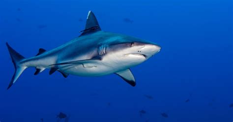 Drone Photographer Captures Tiger Shark Swimming Close To Unsuspecting