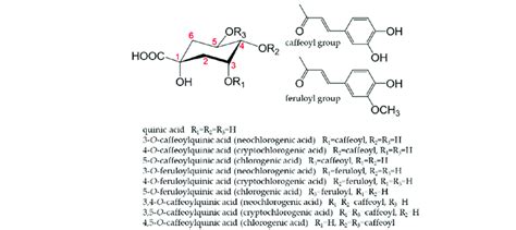 Main Chlorogenic Acids Present In Coffee The Numbers In The Figure Are