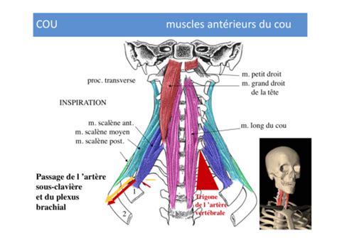 Muscles Tronc Flashcards Quizlet