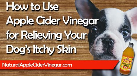 Apple Cider Vinegar Itchy Dog’s Skin – Natural Holistic Treatment ...