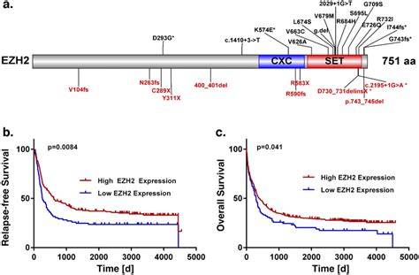 Recurrent EZH2 mutations. (a) Schematic overview of EZH2 protein... | Download Scientific Diagram