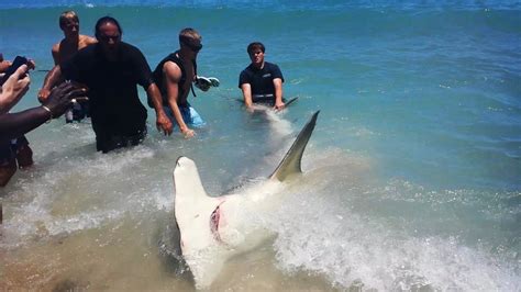 Fort Lauderdale Florida Giant 13 Foot Hammerhead Shark ORIGINAL VIDEO