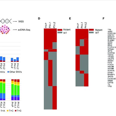 Mutation Landscapes Of The Gej Cancer Patients A Overview Of The