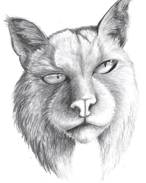 Lynx sketch print Lynx picture Lynx sketch Lynx drawing | Etsy