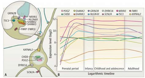 Developmental Neurobiology Of Asd Risk Genes Download Scientific Diagram