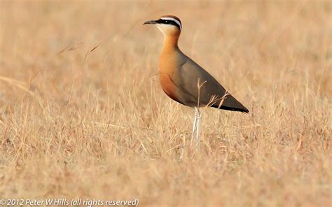 Courser Archives - World Bird Photos