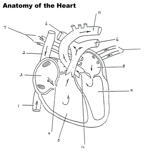 Heart Diagram Diagram | Quizlet