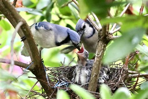 A mother Blue Jay feeding her hungry babies - PHOTOBER - Free Photos ...