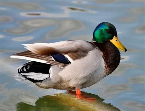 Goose Vs Duck Similarities And Differences Explained