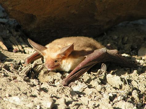 Pallid Bat Santa Cruz Island Reserve California Mammals · Inaturalist