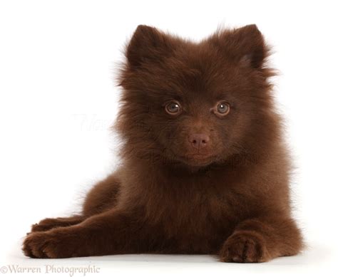 Dog: Chocolate brown Pomeranian puppy lying head up photo WP45727