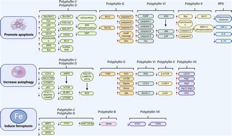 The Role Of Rhizoma Paridis Saponins On Anti Cancer The Potential