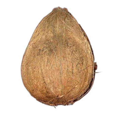 A Grade Solid Semi Husked Coconut Coconut Size Medium At Rs 23 5 Kg