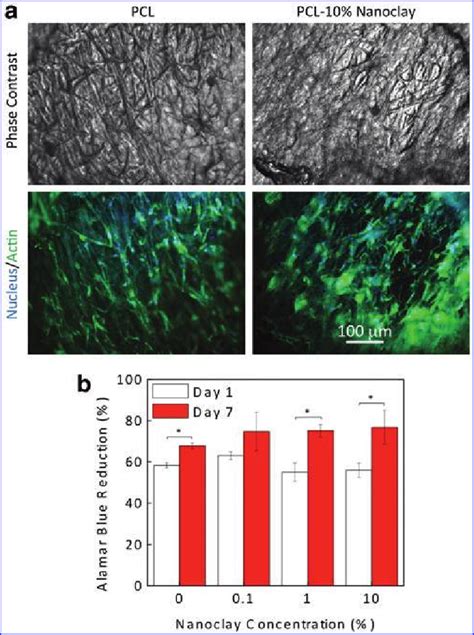 Adhesion And Proliferation Of HMSCs On PCL And PCL Nanoclay Electrospun