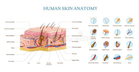 skin anatomy infographics stock vector illustration  symbol