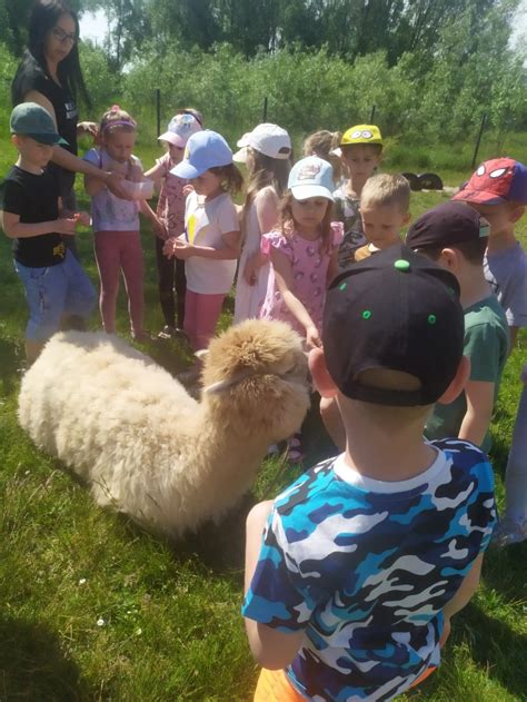 Publiczne Przedszkole W Borkowie Wizyta Alpak W Naszym Przedszkolu