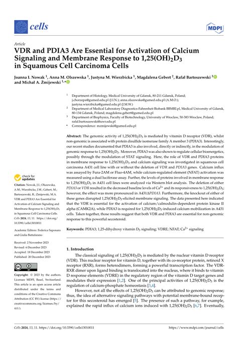 PDF VDR And PDIA3 Are Essential For Activation Of Calcium Signaling