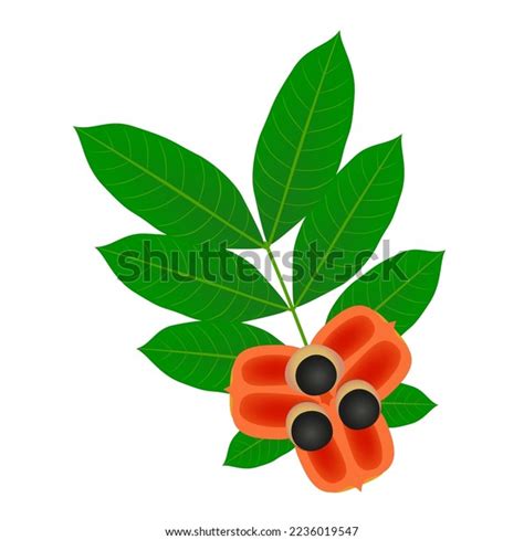 Ackee Fruit Leaves Isolated On White Stock Vector Royalty Free