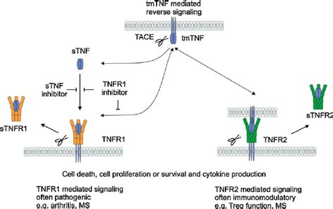 Tnf Structure