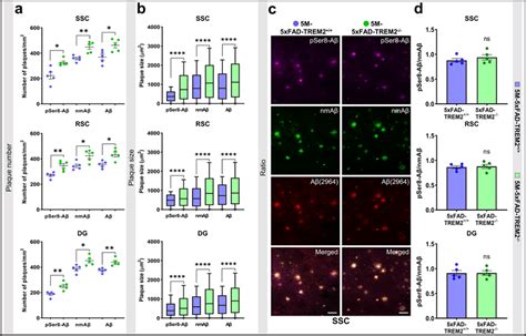 Trem2 Deletion Leads To Increased Deposition Of Pser8 Aβ In 5 M Old