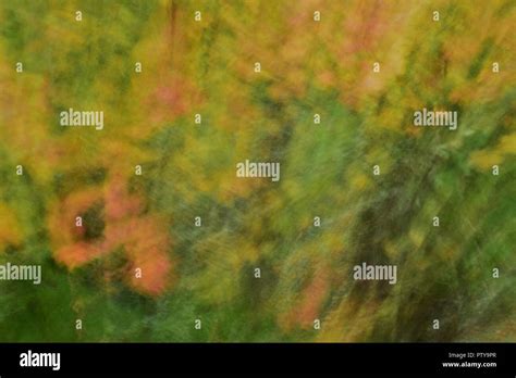vine maple  res stock photography  images alamy